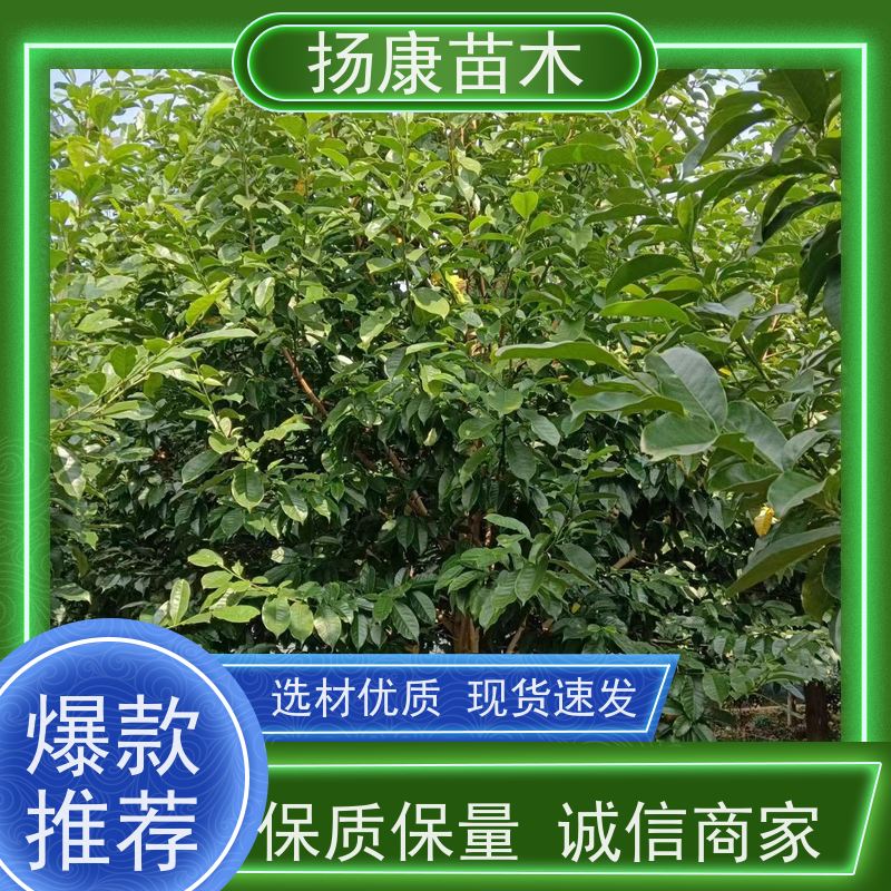 19公分乐昌含笑 行道树系列树种养护 规格齐全