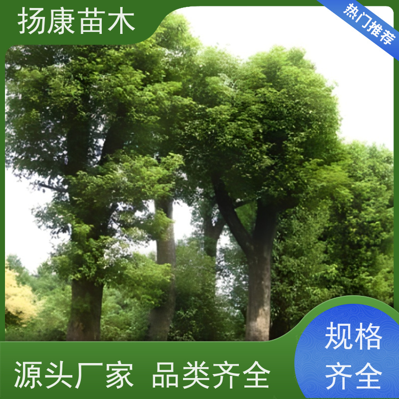 扬康苗木 多种规格四季常青乔木 市政城市道路绿化 16公分香樟树