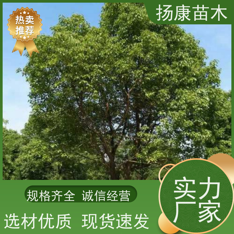 扬康苗木 园林基地直供 规格齐全 15公分香樟树