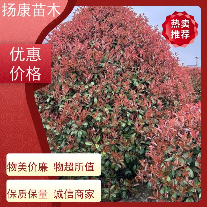 杨康苗木 冠幅1.5米高度2米基地大规格精品苗 红叶石楠球苗