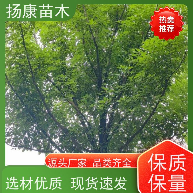 扬康苗木 耐旱抗污染 货源充足 各种规格可选 香樟