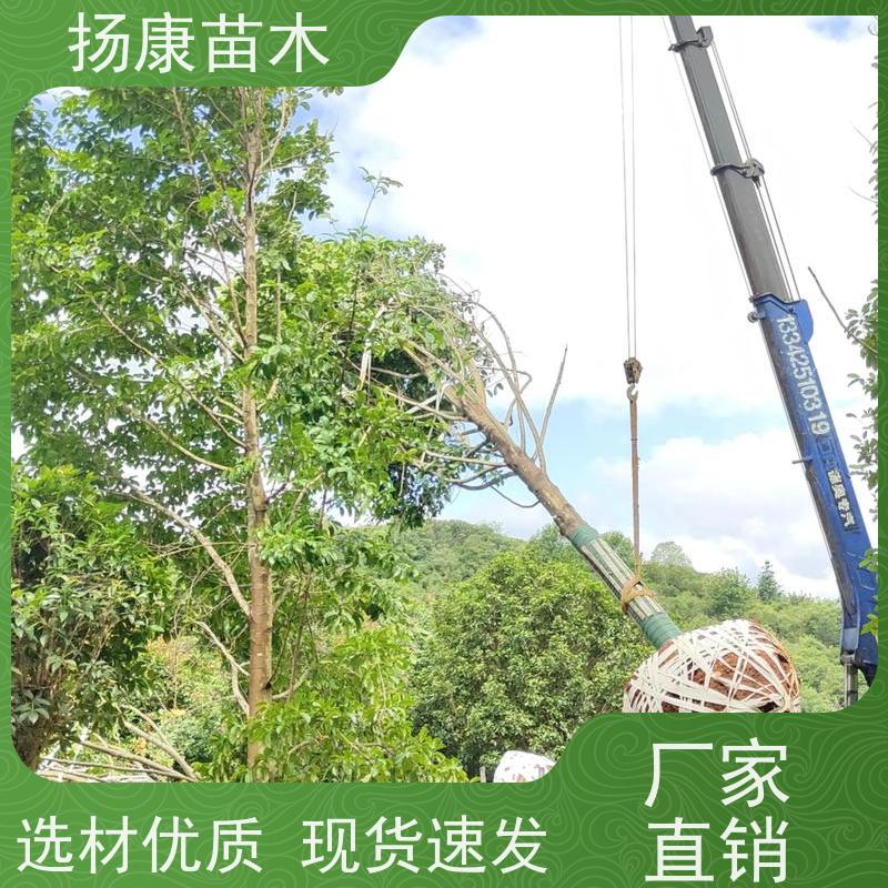 40公分乐昌含笑 园林景区栽植 精致美丽 批发销售