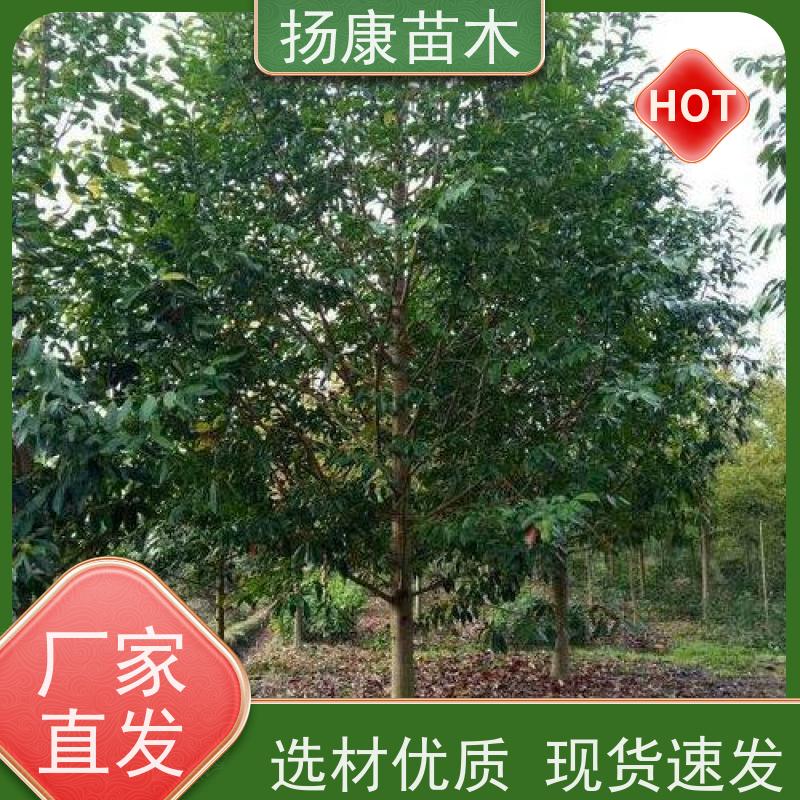 17公分乐昌含笑 枝叶繁茂 四季常青行道树 规格齐全