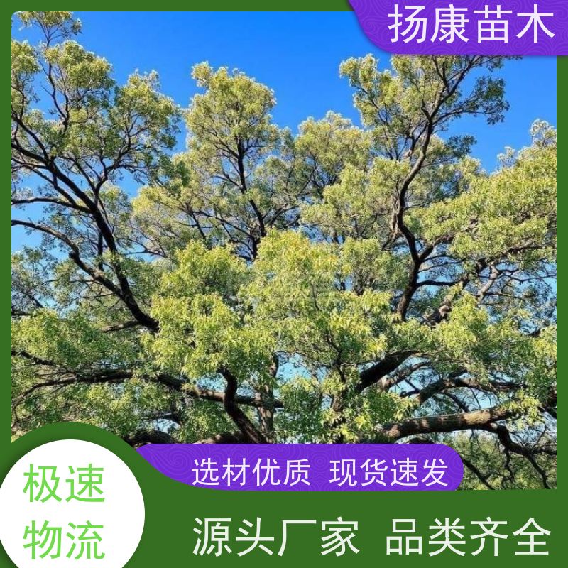 扬康苗木 冠幅饱满树形优美 四季常绿 19公分香樟树
