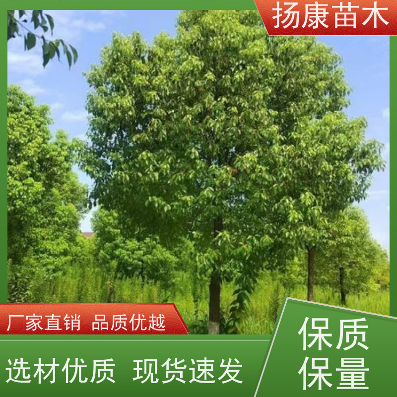 扬康苗木 冠幅饱满树形优美 四季常绿 20公分香樟树