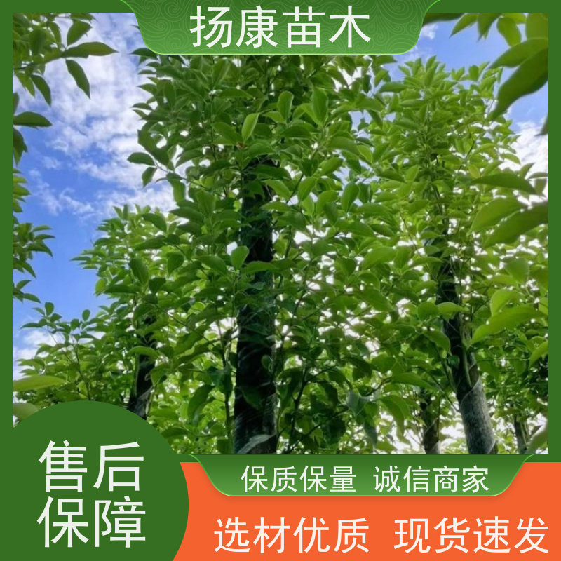 扬康苗木 冠幅饱满树形优美 四季常绿 5公分香樟树