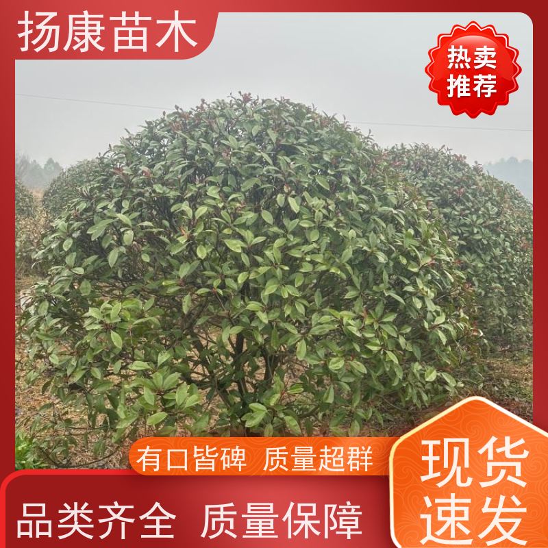 杨康苗木 四季常青庭院绿化篱笆 规格齐全 红叶石楠