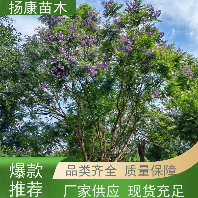 10公分乐昌含笑 树形优美 工厂绿化可用 种类齐全
