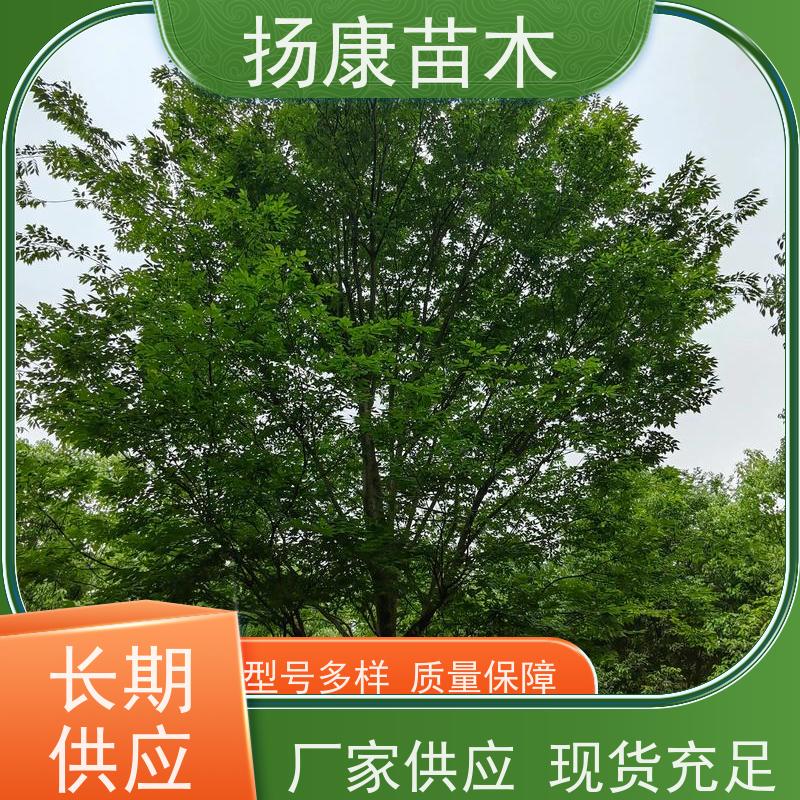 醉香含笑 行道树系列树种养护 树形优美 培育基地