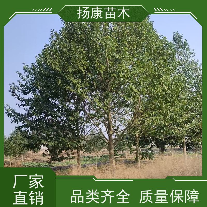 10公分乐昌含笑 园林庭院造景植物 适用性强 批发销售
