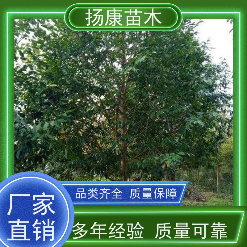 17公分乐昌含笑 树形优美 工厂绿化可用 培育基地