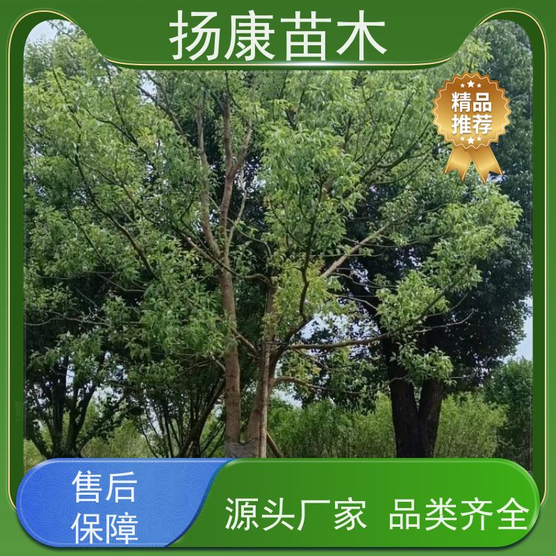 扬康苗木 园林绿化工程植物多杆移栽种植 基地直发 香樟