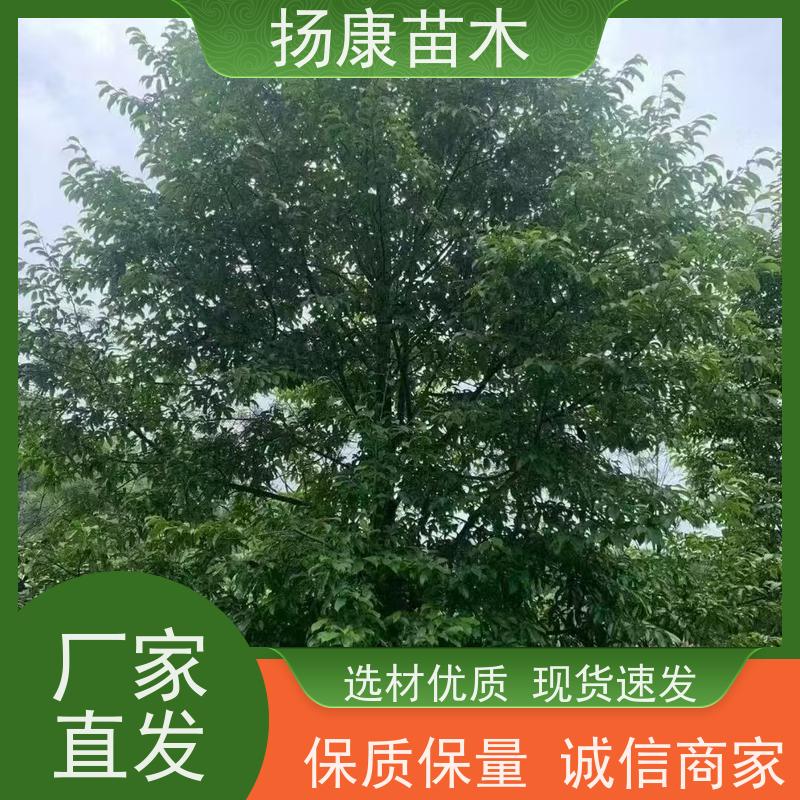 15公分乐昌含笑 行道树系列树种养护 现挖现卖