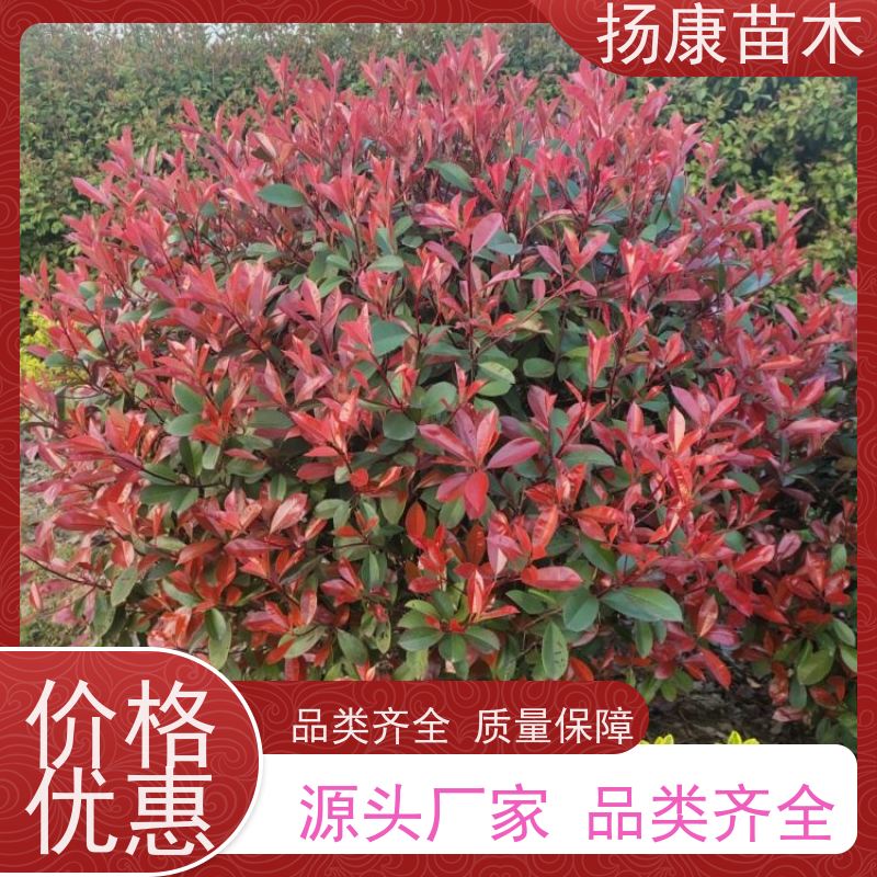 杨康苗木 道路绿化苗木 公园小区绿篱色块球 2.5米红叶石楠球