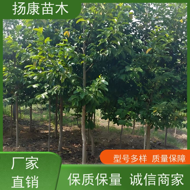 30公分乐昌含笑 行道树系列树种养护 树形优美 源头厂家