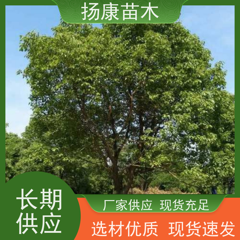 扬康苗木 丛生多杆单杆 绿化风景树 移栽苗成活率有保障 精品香樟树 