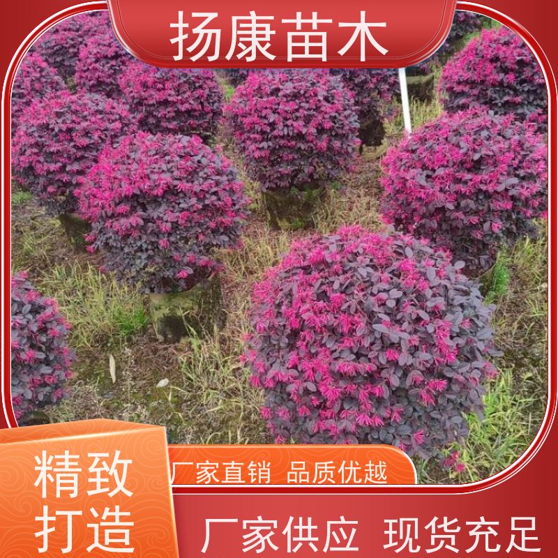 杨康苗木 冠幅饱满 庭院种植 电话咨询 红叶石楠