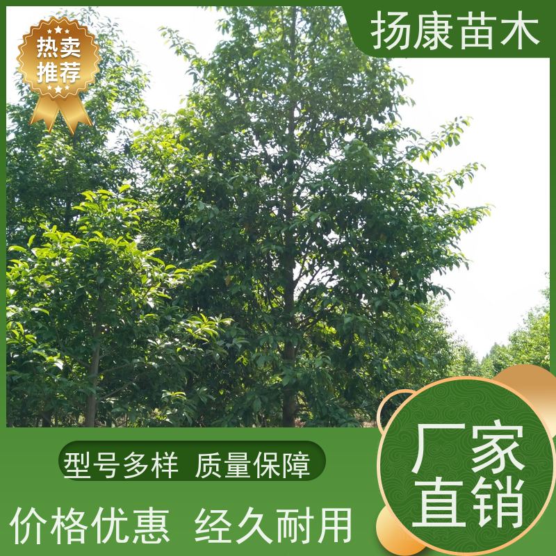 15公分乐昌含笑 枝叶繁茂 四季常青行道树 规格齐全
