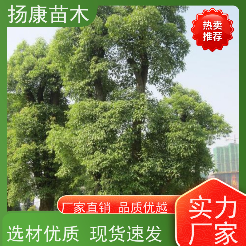 扬康苗木 耐旱抗污染 货源充足 各种规格可选 35公分香樟树 