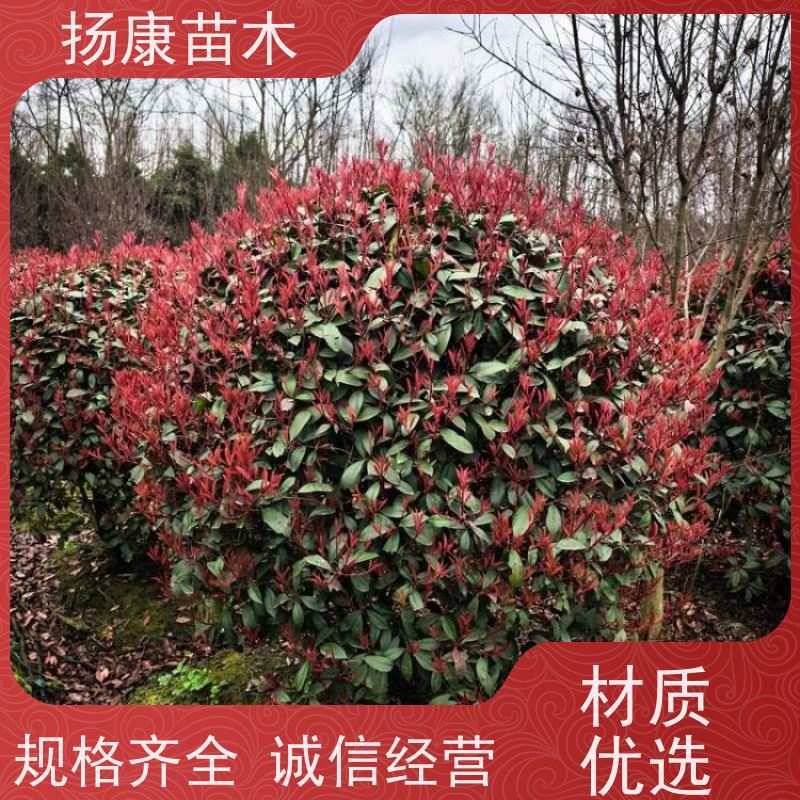 杨康苗木 观赏价值高 耐修剪造型多样 精品红叶石楠球