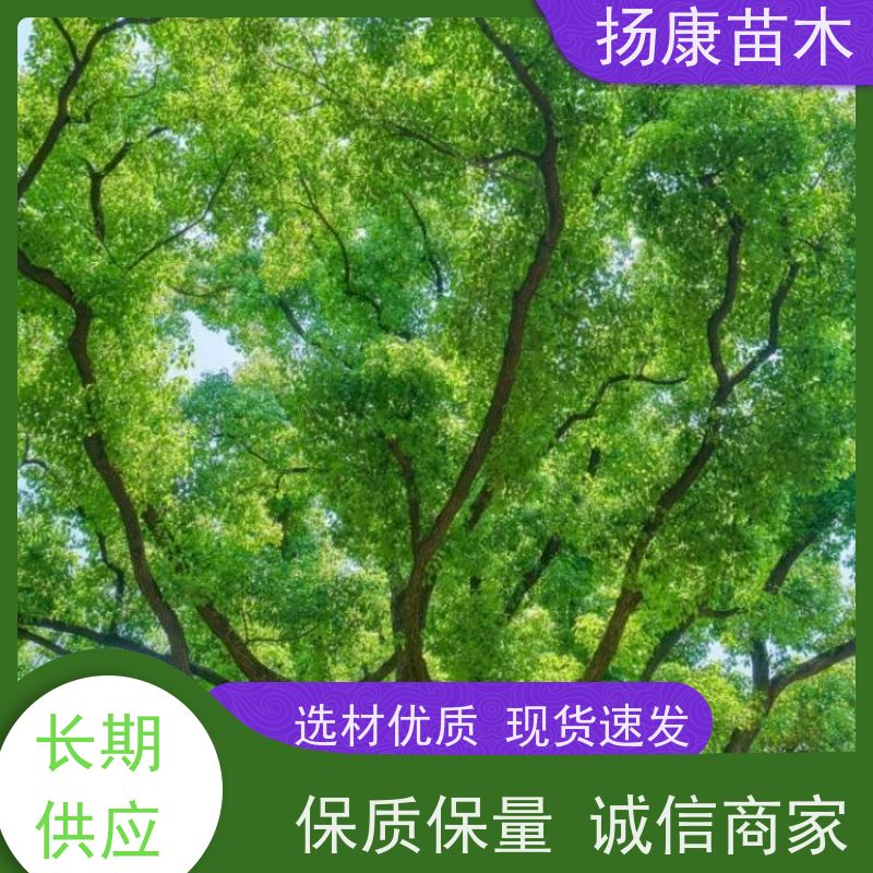 扬康苗木 冠幅饱满树形优美 四季常绿 25公分香樟树 