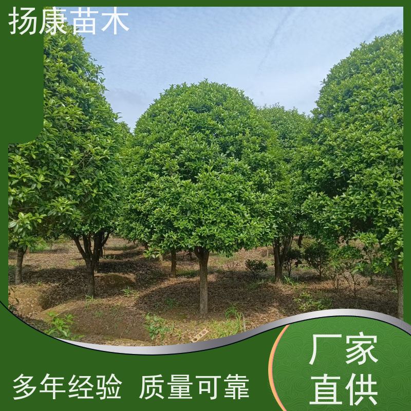 扬康苗木 学校园区行道树 观赏栽植净化空气 9公分桂花
