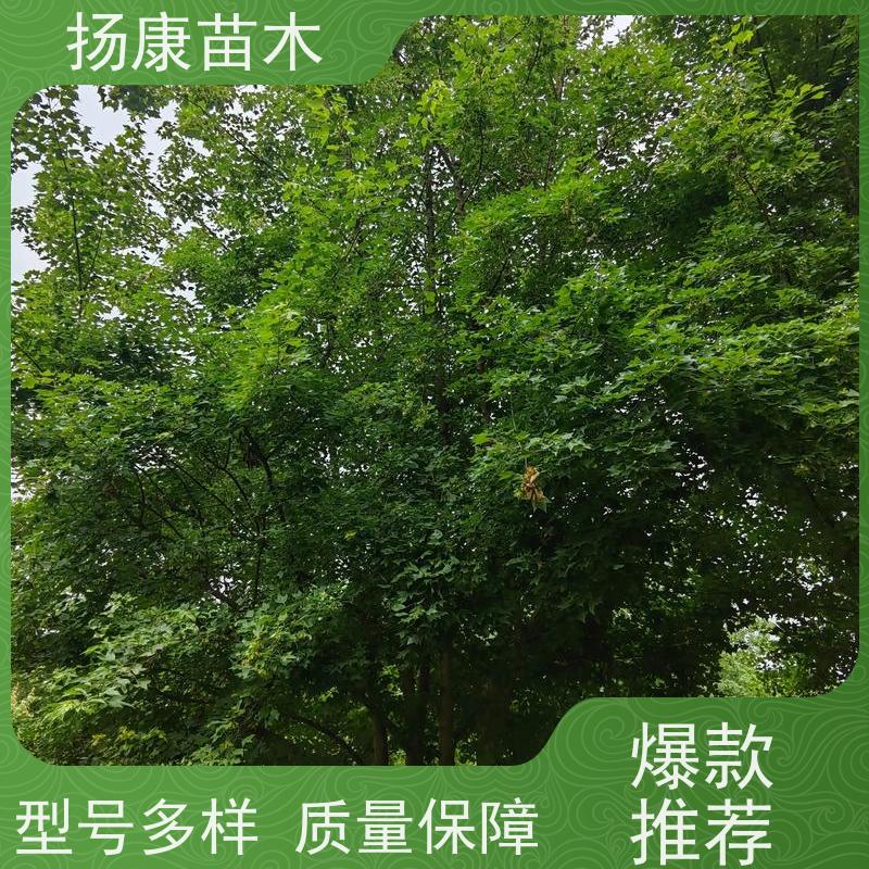 17公分乐昌含笑 行道树系列树种养护 现挖现卖