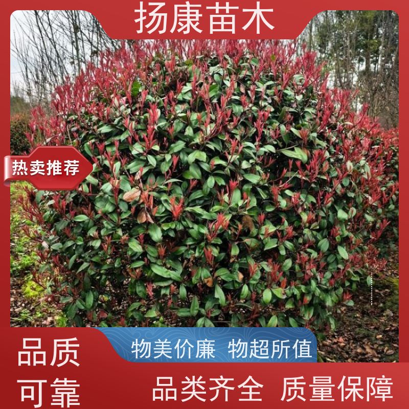杨康苗木 苗圃基地现挖出售指苗发货专车配送 2.5米红叶石楠球