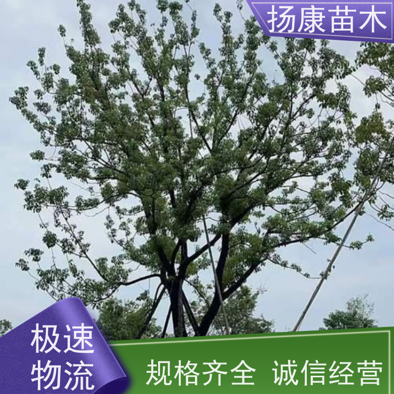 扬康苗木 多种规格四季常青乔木 市政城市道路绿化 移栽香樟树