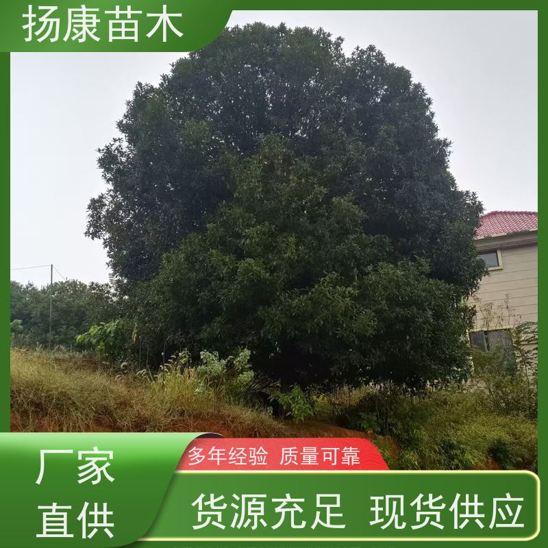 扬康苗木 学校园区行道树 观赏栽植净化空气 银桂