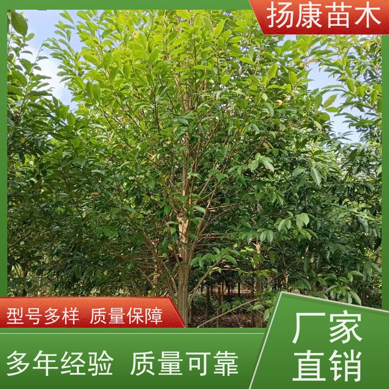 30公分乐昌含笑 枝叶繁茂 四季常青行道树 优选常绿