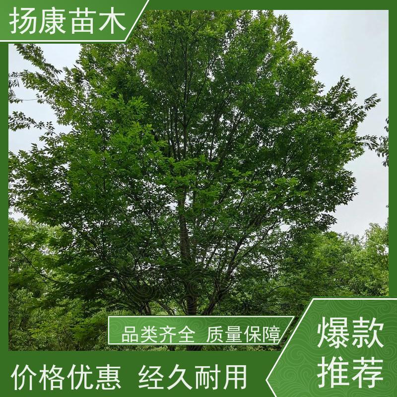 含笑树 行道树系列树种养护 树形优美 基地直供 