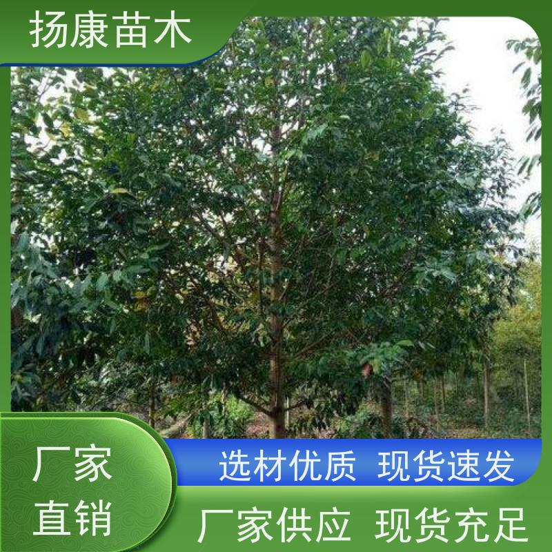 16公分乐昌含笑 公园绿化 露地种植 适应性强 源头厂家