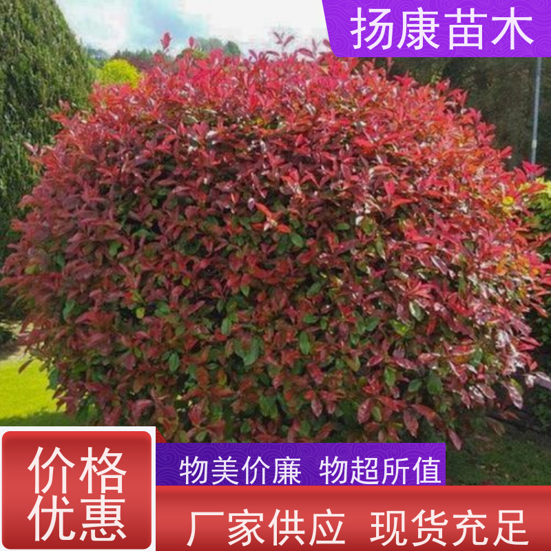 杨康苗木 庭院小区公园观赏绿化种植 源头批发 12公分红叶石楠球