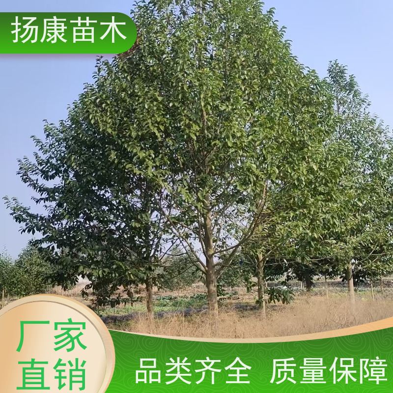 18公分乐昌含笑 花木基地 公园绿化行道树 实地看苗 