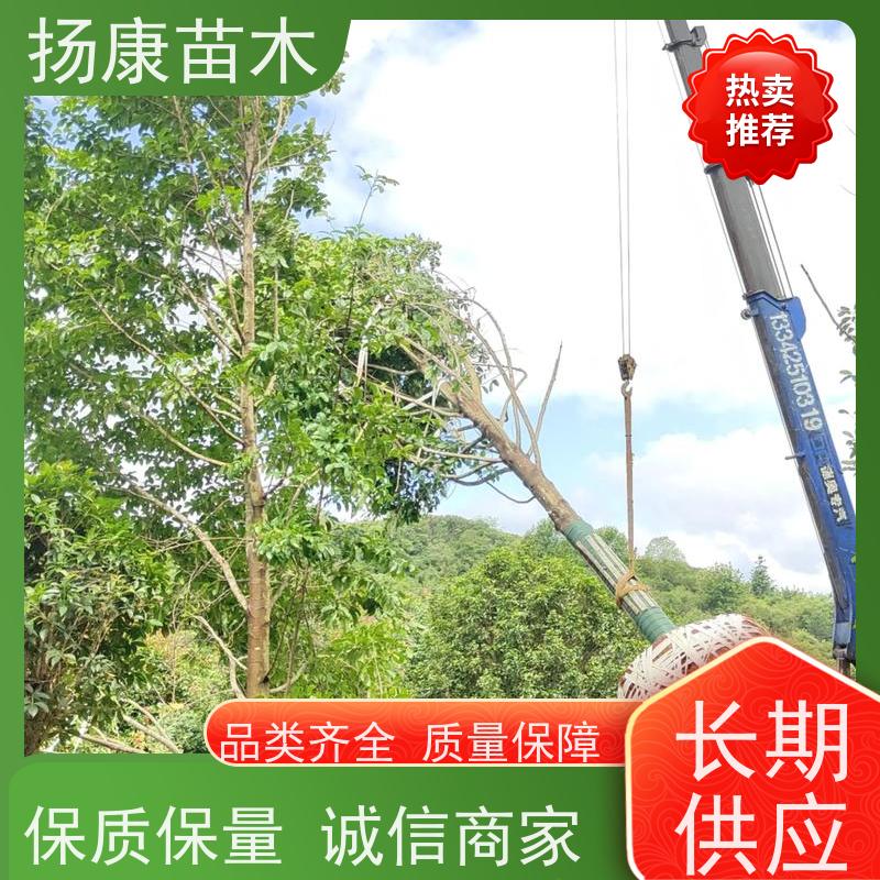 19公分乐昌含笑 公园绿化 露地种植 适应性强 培育基地