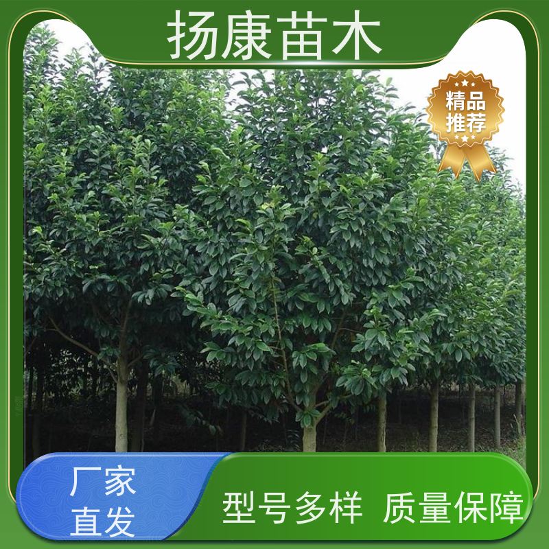 9公分乐昌含笑 行道树系列树种养护 树形优美 种类齐全