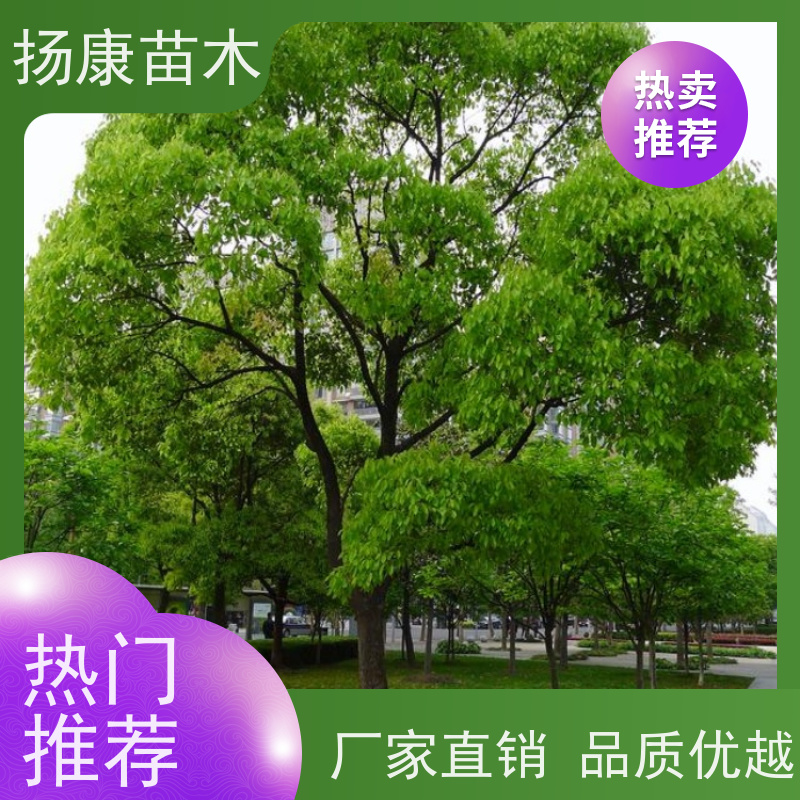 扬康苗木 城市乡镇行道风景庭荫防护树 基地直供 移栽香樟树