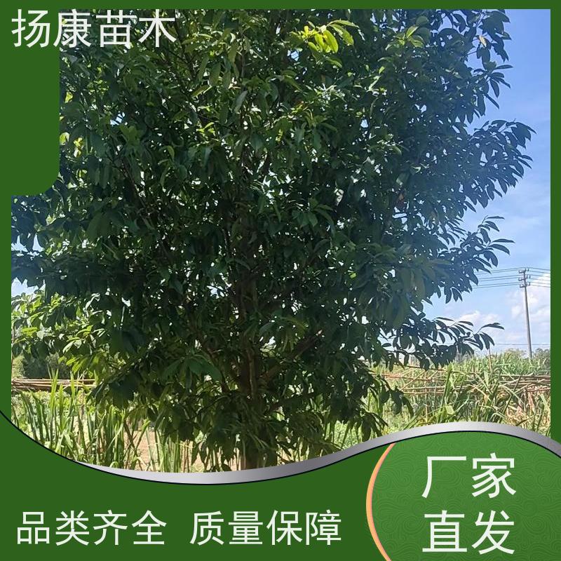 乐 昌含笑 公园绿化 露地种植 适应性强 种类齐全