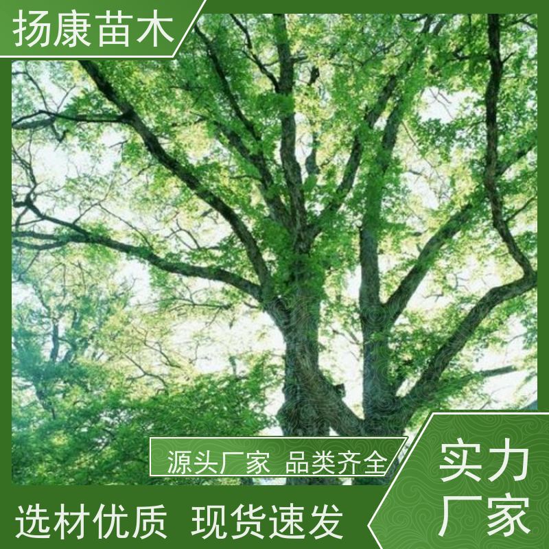 扬康苗木 大小规格齐全 景区道路园林绿化工程树种 香樟