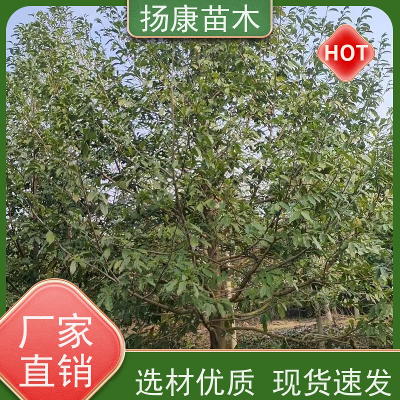40公分乐昌含笑 竖形常绿灌木绿植适用于园林绿化 源头厂家