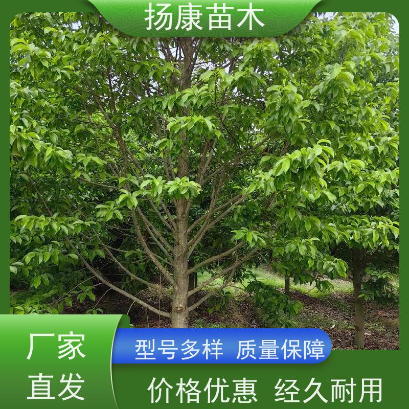 16公分乐昌含笑 枝叶繁茂 四季常青行道树 现挖现发