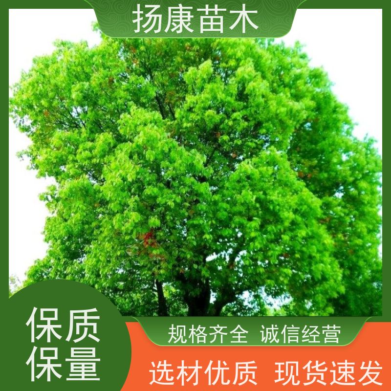 扬康苗木 园林绿化工程植物多杆移栽种植 基地直发 15公分香樟树