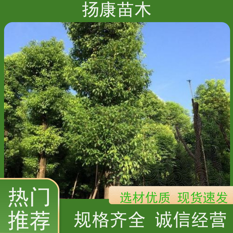 扬康苗木 多种规格四季常青乔木 市政城市道路绿化 18公分香樟树