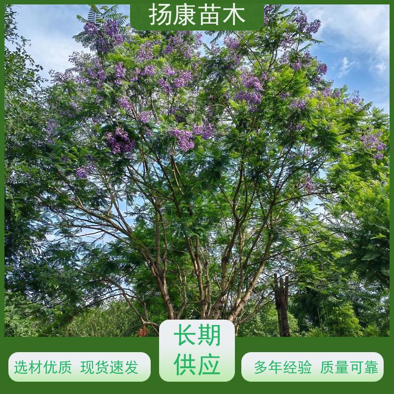 13公分乐昌含笑 行道树系列树种养护 现挖现卖