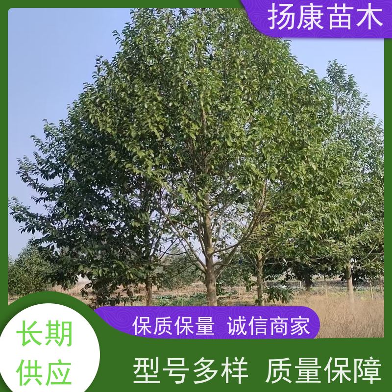 醉香含笑 园林庭院造景植物 适用性强 优选常绿