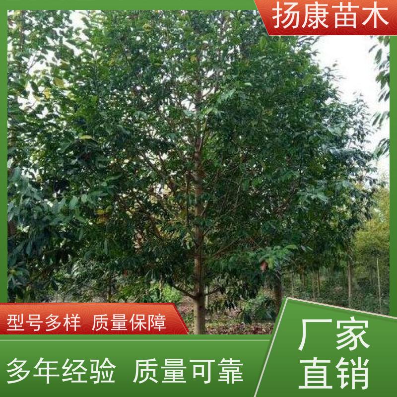8公分乐昌含笑 园林景区栽植 精致美丽 实地看苗 