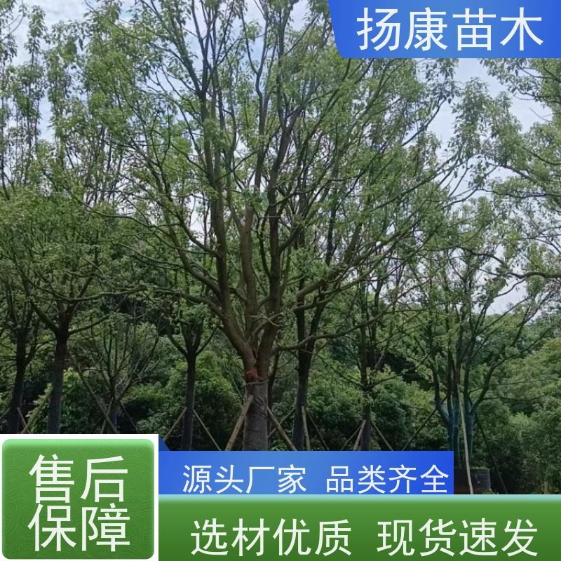 扬康苗木 树身较高 枝桠直上 分枝较疏 叶柄绿色 香樟