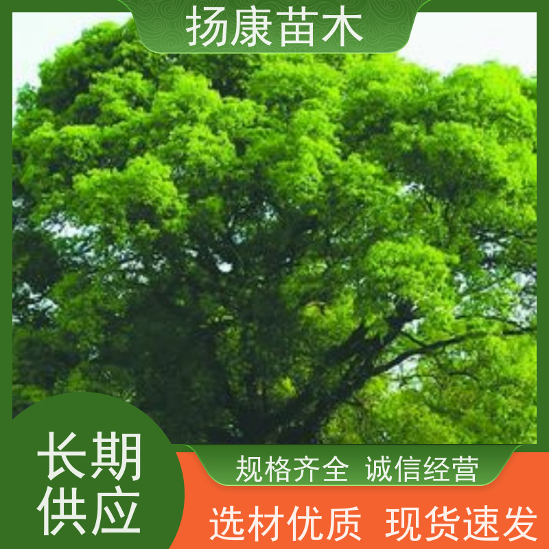 扬康苗木 多种规格四季常青乔木 市政城市道路绿化 11公分香樟树