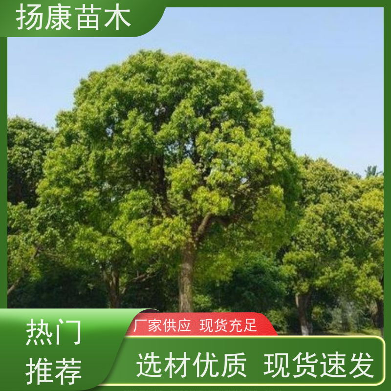 扬康苗木 全冠移植 园林绿化风景树 19公分香樟树